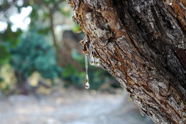 Mastic tree gum. 