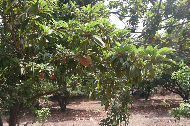 The sapodilla tree. 